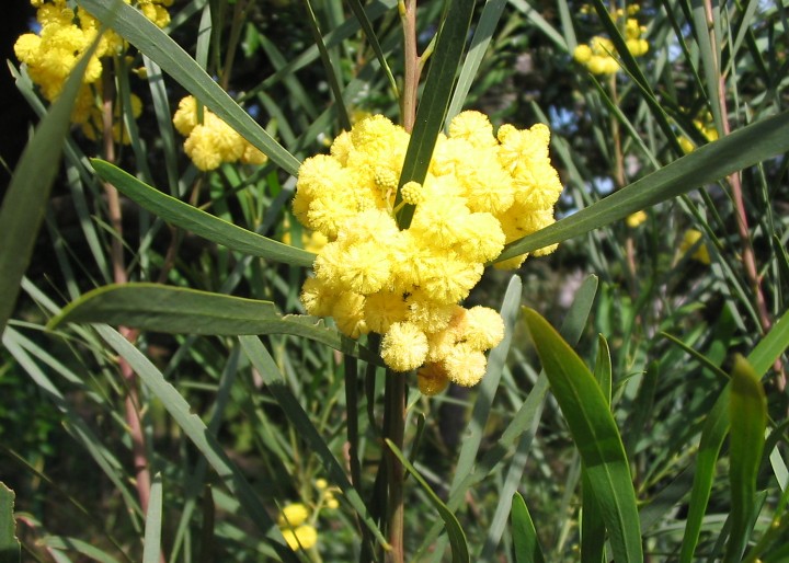 Acacia-retinodes-fleurs.jpg