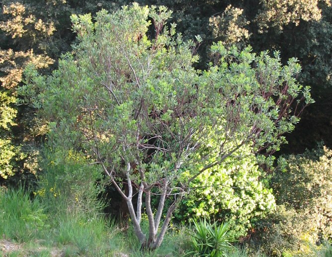 Acacia-retinodes-vue.jpg