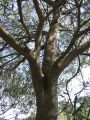Acacia-retinodes-tronc.jpg