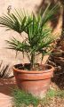 trachycarpus_fortunei-pot.jpg